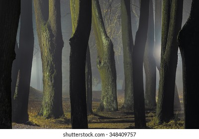 Foggy night in late autumn. The park of Museum-Reserve "Muranovo". Moscow region, Russia