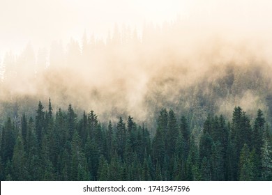 foggy over  forrest in the evening.