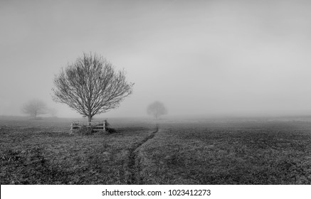 foggy park in UK