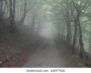 Foggy path in forest