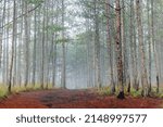 foggy path in the pine forest
