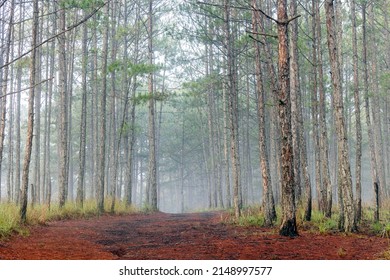 foggy path in the pine forest