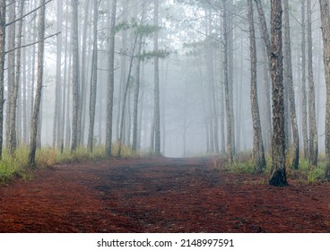 foggy path in the pine forest