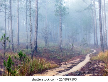foggy path in the pine forest