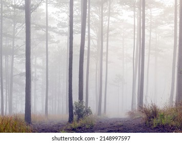 foggy path in the pine forest