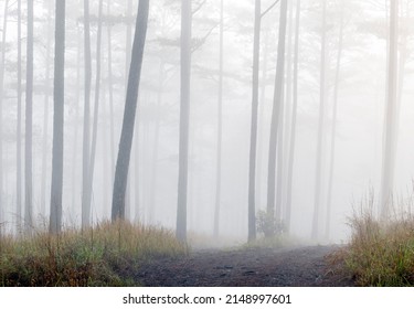 foggy path in the pine forest