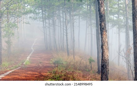 foggy path in the pine forest - Powered by Shutterstock - Get 15% off with code: PIKWIZARD15