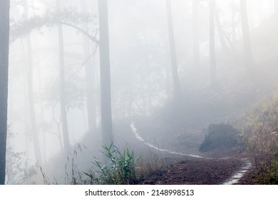 foggy path in the pine forest