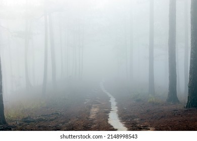 foggy path in the pine forest