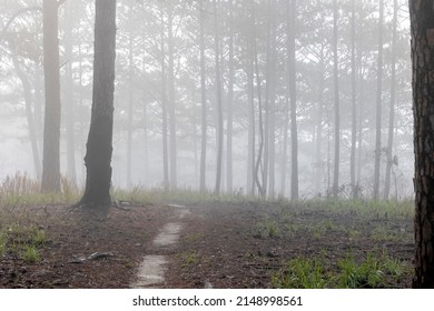 foggy path in the pine forest