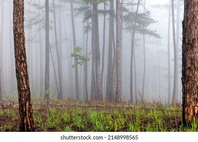 foggy path in the pine forest