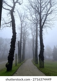 Foggy Path Through Bare Trees in a Winter Park

Atmospheric winter scene of a narrow path lined with tall, leafless trees disappearing into dense fog. 
The misty environment creates a mysterious and tranquil mood, suitable for concepts of journey, solitude, nature, and seasonal change.
