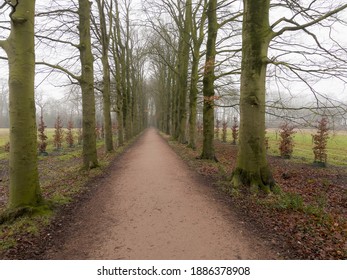 Foggy path through the forest