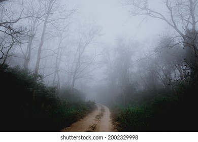 foggy path through the forest