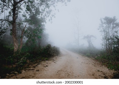 foggy path through the forest