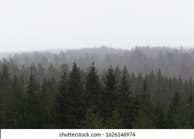 Foggy Pine And Fir Treeline