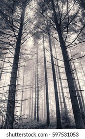 A Foggy Pine Forest In Black And White..