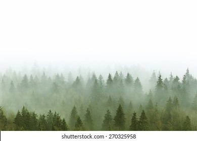 foggy pine forest in Burnaby Mountain park BC Canada 