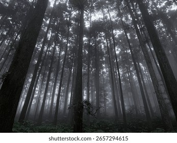 Foggy Pine Forest Looking Up
A dramatic upward view of a dense pine forest cloaked in fog, with towering trees disappearing into the misty sky.