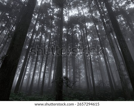 Foggy Pine Forest Looking Up

A dramatic upward view of a dense pine forest cloaked in fog, with towering trees disappearing into the misty sky.
