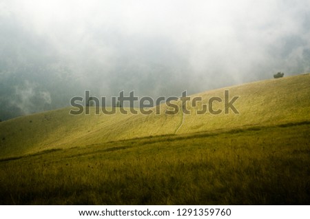 Similar – Foto Bild Coniferous forest in the alps