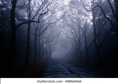 foggy road in forest - Shutterstock ID 448464466