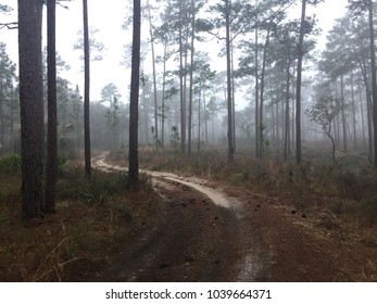 Foggy Road In Ocala National Forest 