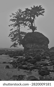 Foggy Sea Stack with Windswept Trees at Low Tide on Vancouver Island, Canada