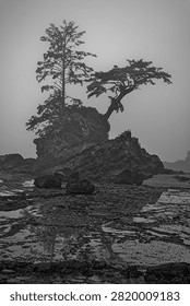 Foggy Sea Stack with Windswept Trees at Low Tide on Vancouver Island, Canada