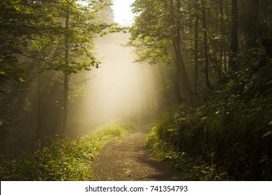 Foggy sherwood. Sun trough the trees. Path in the forest. Monte miaron, strada militare per i forti