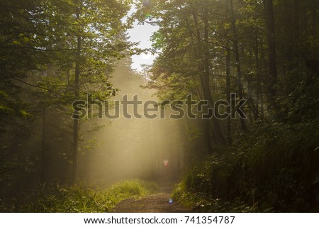 Foggy sherwood. Sun trough the trees. Path in the forest. Monte miaron, strada militare per i forti