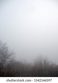 Foggy Sky And Trees, Foggy Forest