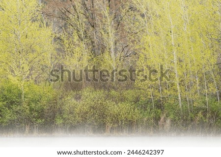  Foggy spring landscape of aspens, Hall Lake, Yankee Springs State Park, Michigan, USA
