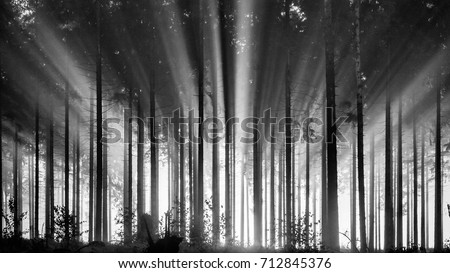 Foggy spruce forest in the morning, monochrome, black and white.
Misty morning with strong sun beams in a spruce forest in Germany, near Bad Berleburg, Rothaargebirge. High contrast and backlit scene.