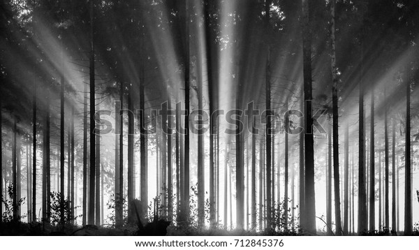 Foggy spruce forest in the morning, monochrome,\
black and white.\
Misty morning with strong sun beams in a spruce\
forest in Germany, near Bad Berleburg, Rothaargebirge. High\
contrast and backlit\
scene.