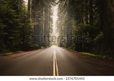 Foggy Straight Redwood Highway in Northern California, United States