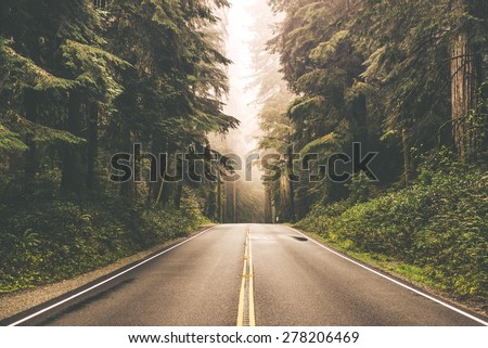 Foggy Straight Redwood Highway in Northern California, United States