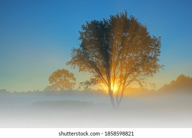 Foggy Summer Landscape At Dawn Of Al Sabo Meadow With Sunbeams And Silhouetted Trees, Michigan, USA