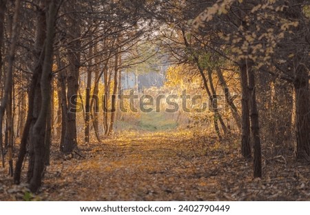 A foggy and sunny afternoon in the forest during an autumn sunset.A path among pines lined with a carpet of golden birch leaves fallen in autumn, the scenery picturesquely illuminated by the golden.