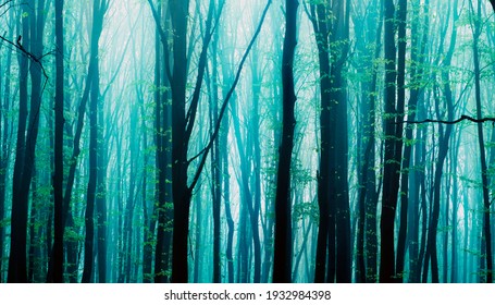 Foggy Forest High Res Stock Images Shutterstock