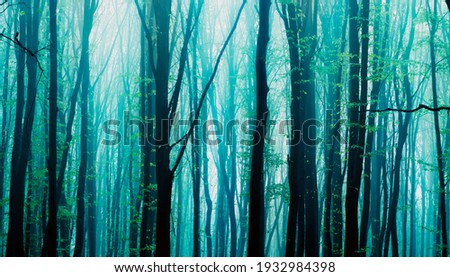 Foggy, sunny morning in summer forest. Fantasy forest.