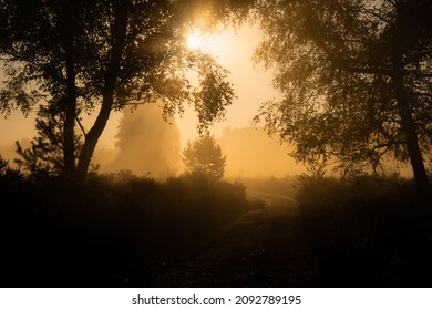 Foggy sunrise during golden hour in the Wahner Heide near Cologne