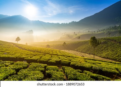 Foggy sunrise at Kerala Tea Plantations. Early morning, light play with fog and trees - Shutterstock ID 1889072653
