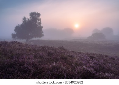 Foggy sunrise over Dutch heath landscape with flowering heather. Drente, the Netherlands.