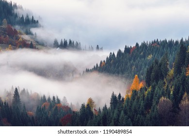 Foggy sunrise over the mountain forest in autumn. Beautiful rural landscape.