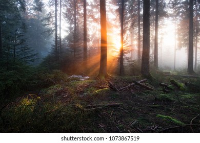 Foggy Sunset In Black Forest