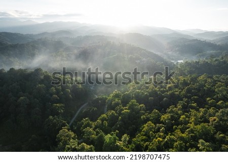 Foggy sunset in the forest in summer after rain