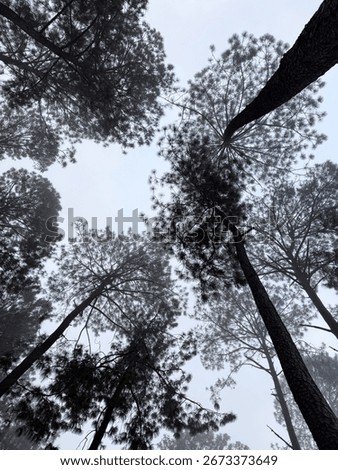 Foggy tall pine trees create a moody forest scene in Valle de Bravo, Mexico, on a cloudy day.