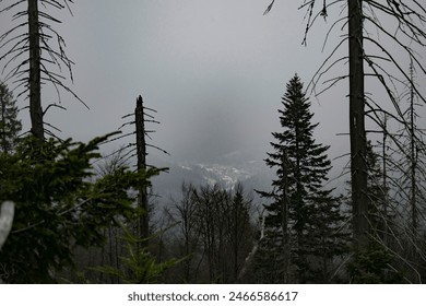 a foggy town among the trees - Powered by Shutterstock