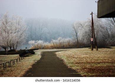 Foggy, Tree, Natural, Cold, Wather 